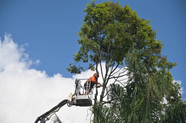 How Our Tree Care Process Works  in  Harrisville, WV